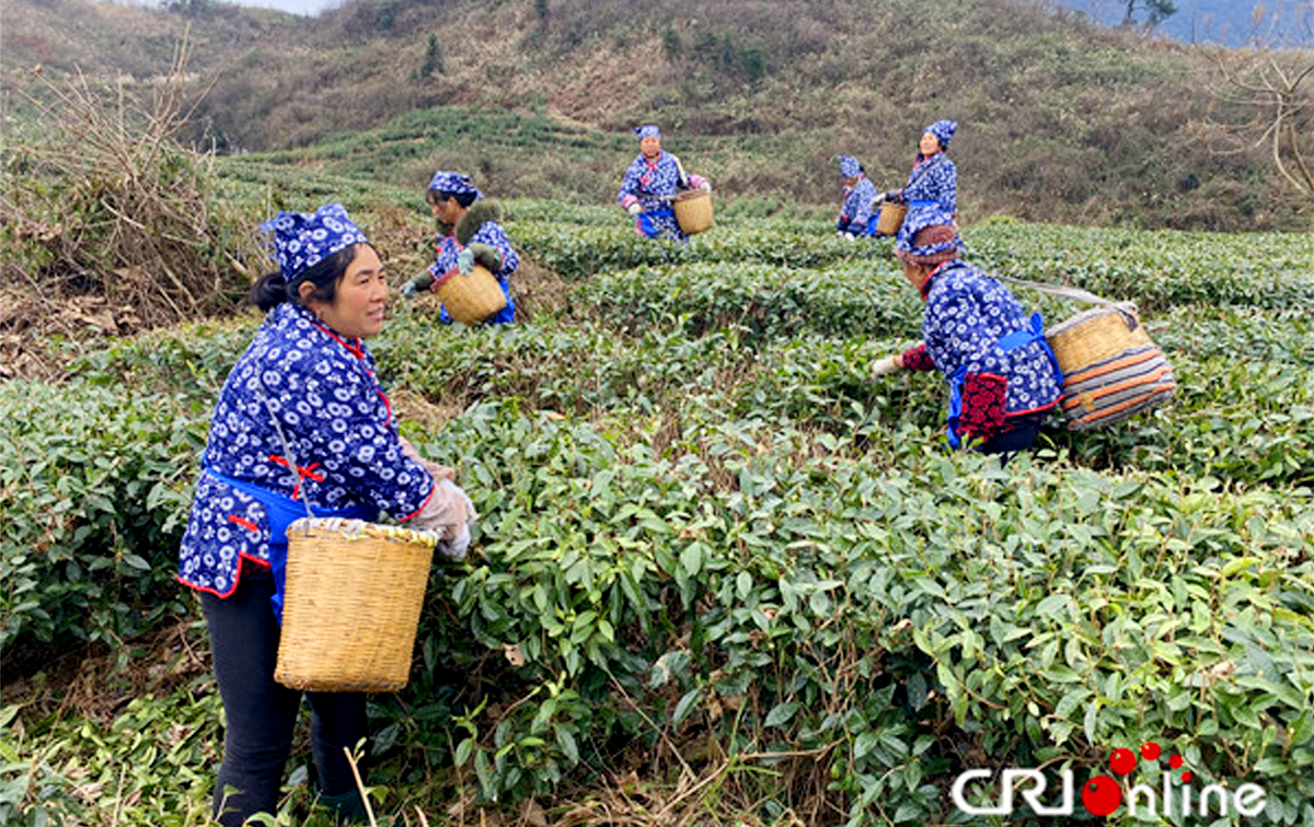 湖南桑植努力打造“知识产权精准扶贫世界样本”